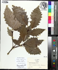 Quercus montana image