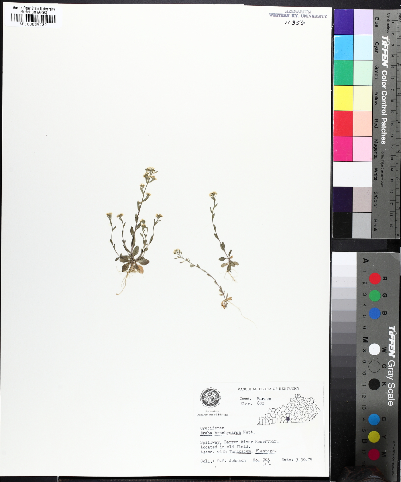 Draba brachycarpa image