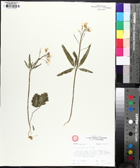 Cardamine angustata image