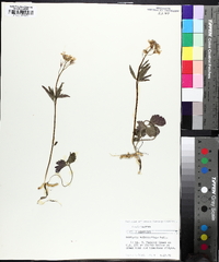 Cardamine angustata image