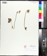 Cardamine angustata image