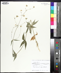 Silene stellata image