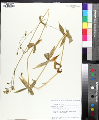 Silene stellata image