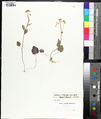 Cardamine douglassii image