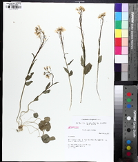 Cardamine douglassii image