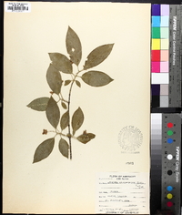 Euonymus atropurpureus image