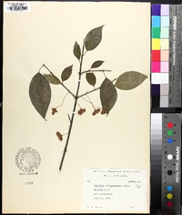 Euonymus atropurpureus image