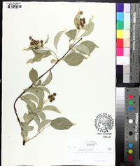 Celastrus scandens image