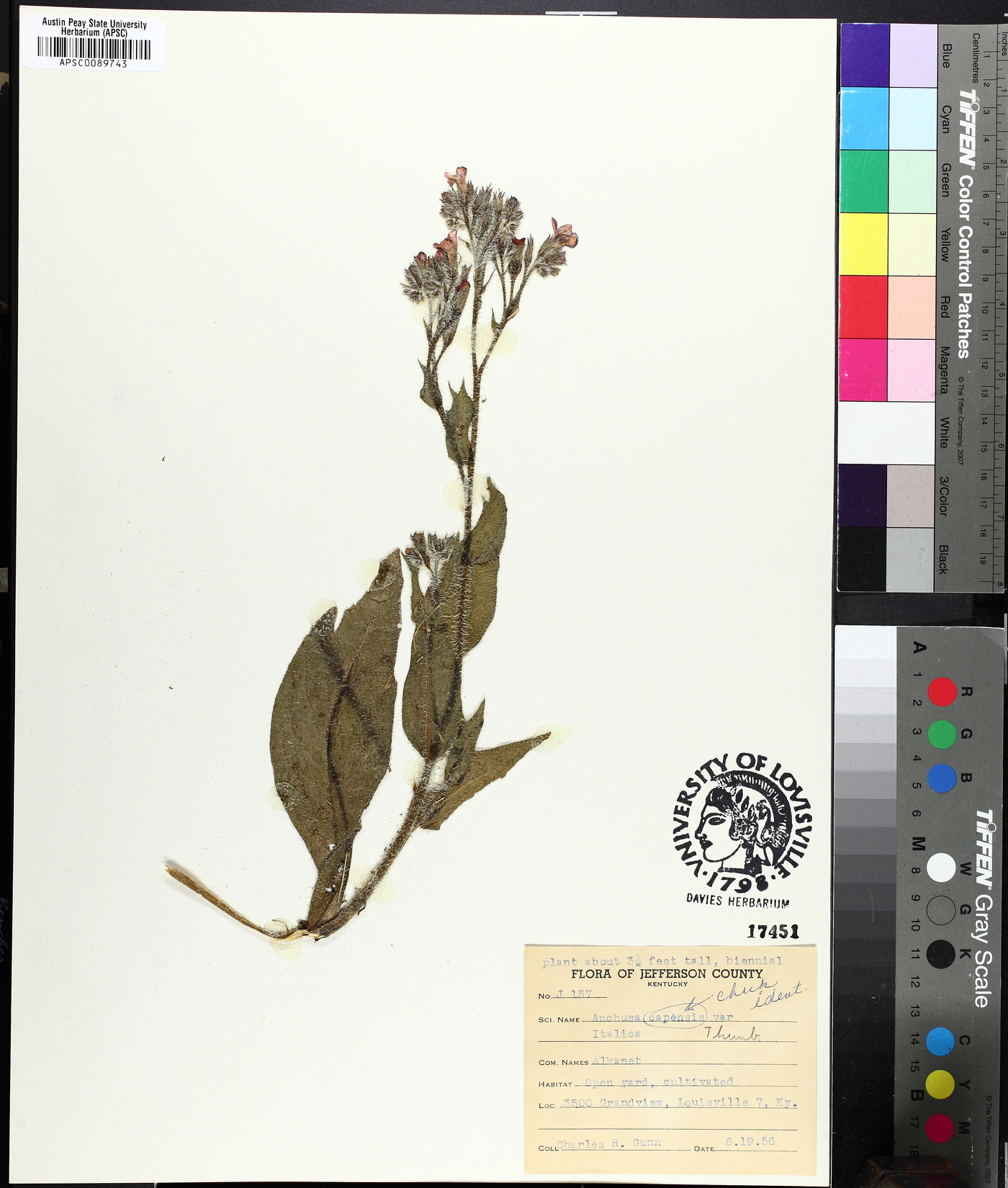 Anchusa capensis image