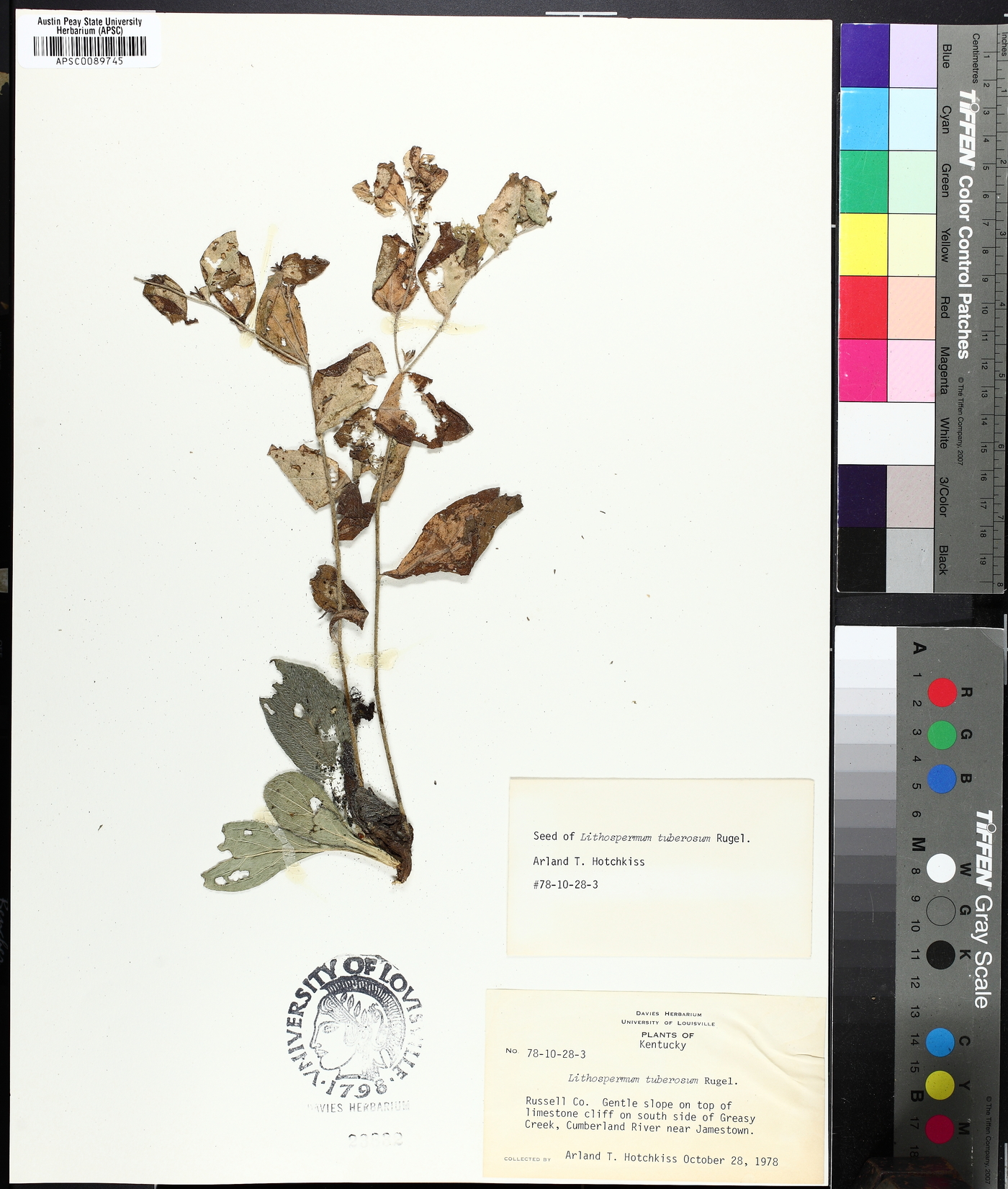 Lithospermum tuberosum image