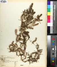 Ceratophyllum demersum image