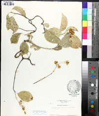 Celastrus scandens image