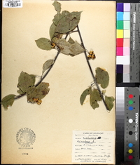 Celastrus scandens image