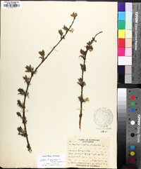 Lonicera fragrantissima image