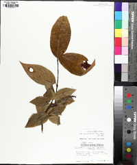 Calycanthus floridus image