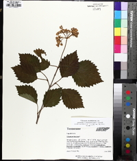 Viburnum dentatum var. deamii image