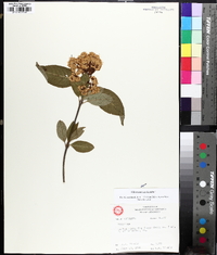 Viburnum cassinoides image