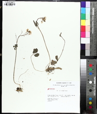 Cardamine angustata image