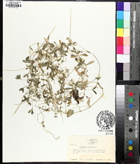 Cerastium fontanum subsp. vulgare image