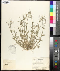 Cerastium nutans image