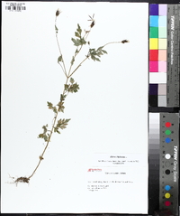 Bidens bipinnata image