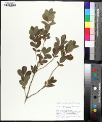 Lonicera oblongifolia image