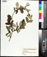 Lonicera flava image