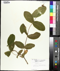 Lonicera dioica image