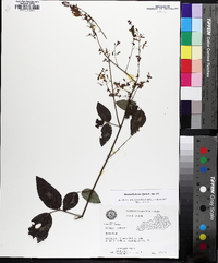 Desmodium laevigatum image