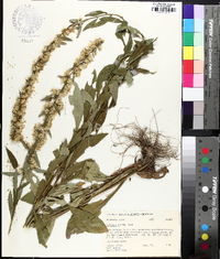 Solidago erecta image