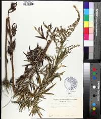 Artemisia vulgaris image