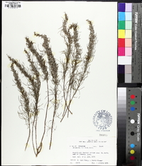 Artemisia filifolia image