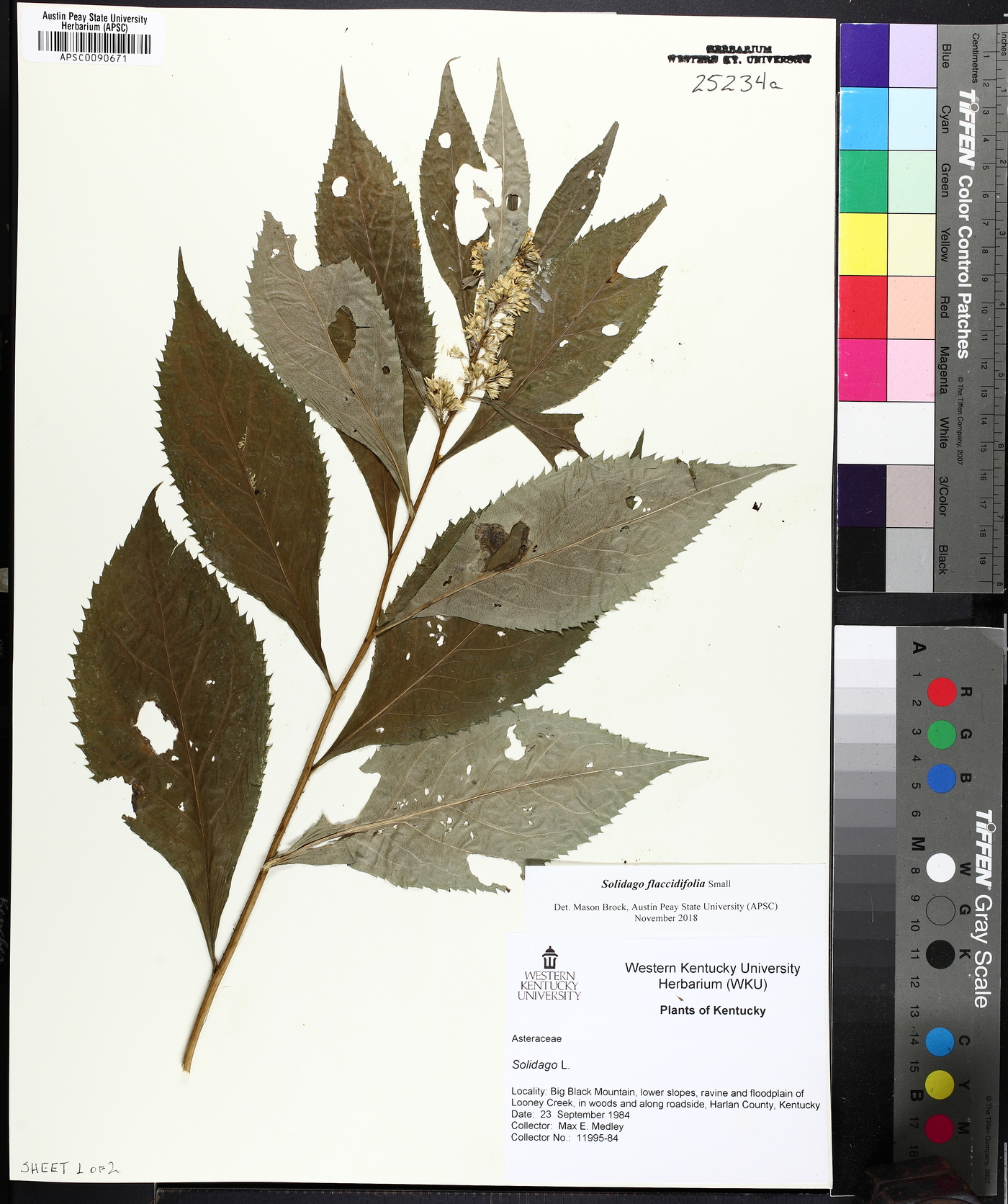 Solidago flaccidifolia image