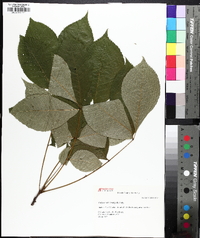 Carya ovalis image