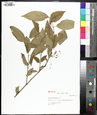 Euonymus atropurpureus image