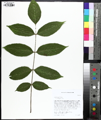 Fraxinus nigra image