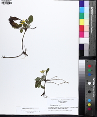 Chrysogonum repens image