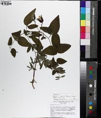 Clematis vinacea image