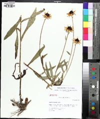 Rudbeckia acuminata image