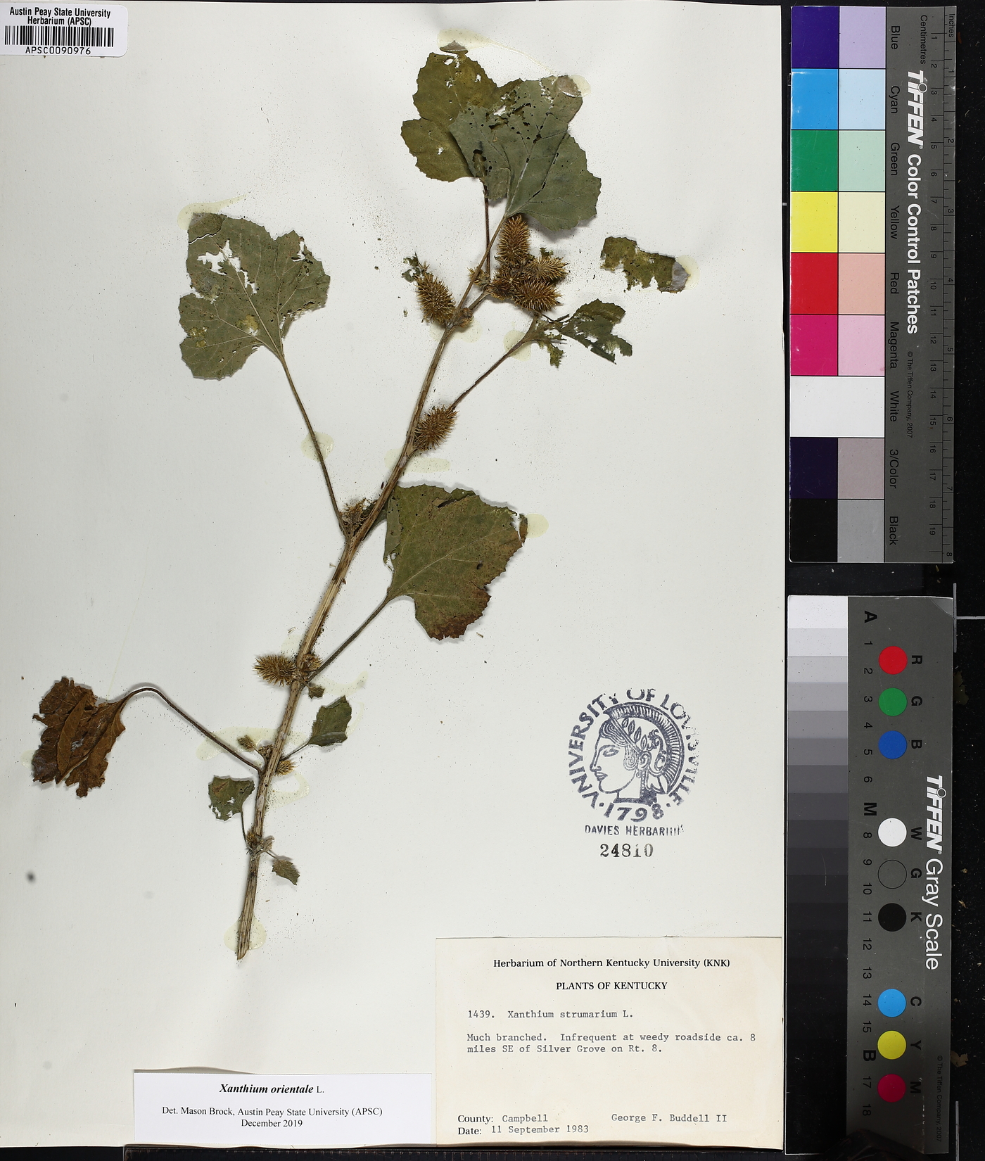 Xanthium orientale image