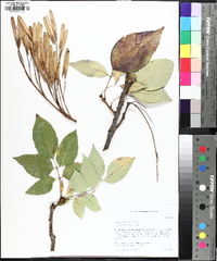 Fraxinus biltmoreana image