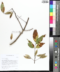 Fraxinus caroliniana image