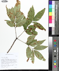 Fraxinus caroliniana image