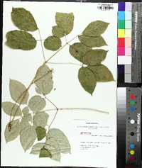 Aralia nudicaulis image