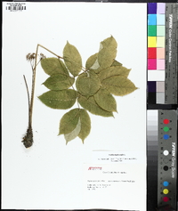 Aralia nudicaulis image