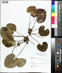 Hexastylis heterophylla image