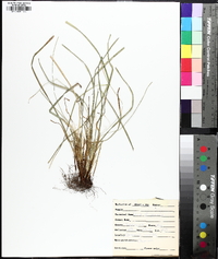 Carex jamesii image