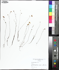 Utricularia gibba image