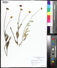 Coreopsis debilis image