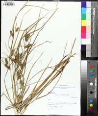 Carex baileyi image